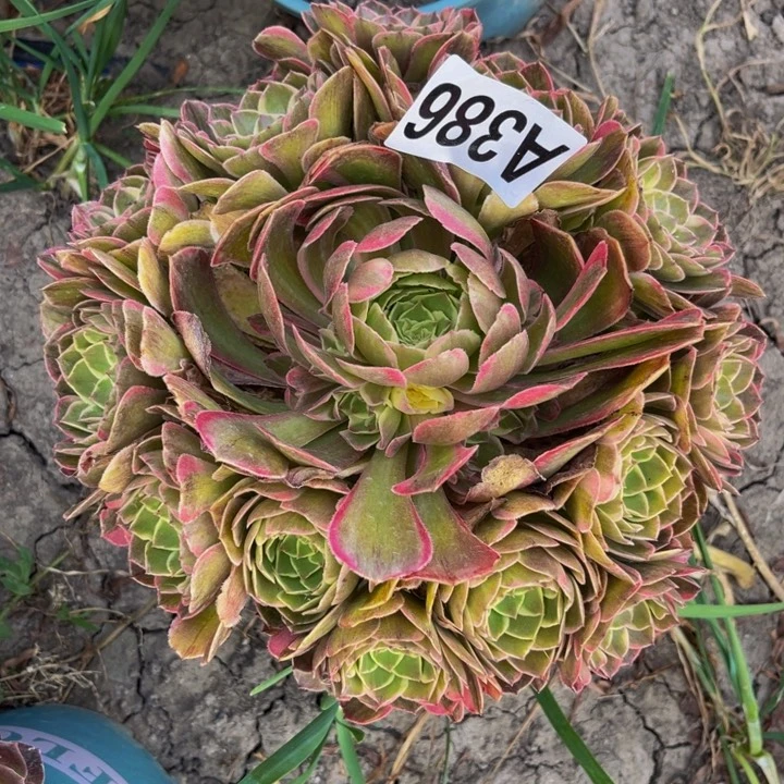 海燕法师15—37包邮x