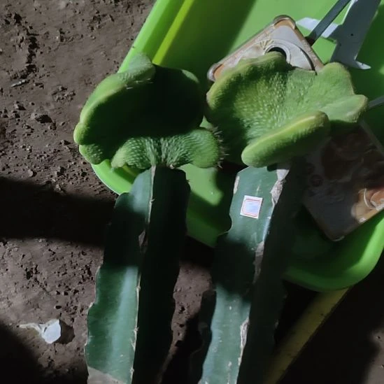 微***微仙人球青蛇缀化两颗7025