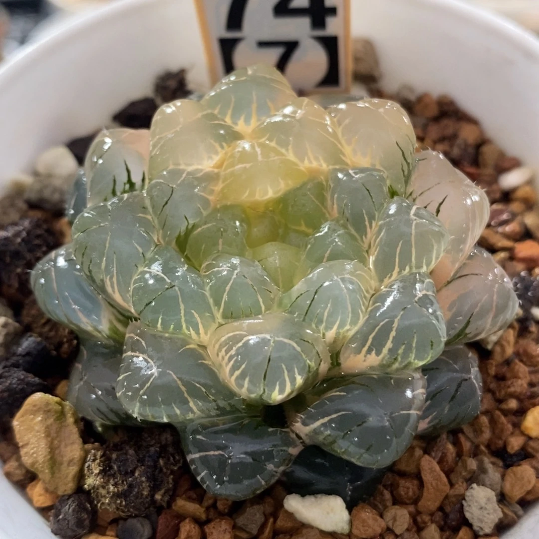 74湖水玉露锦一物一拍