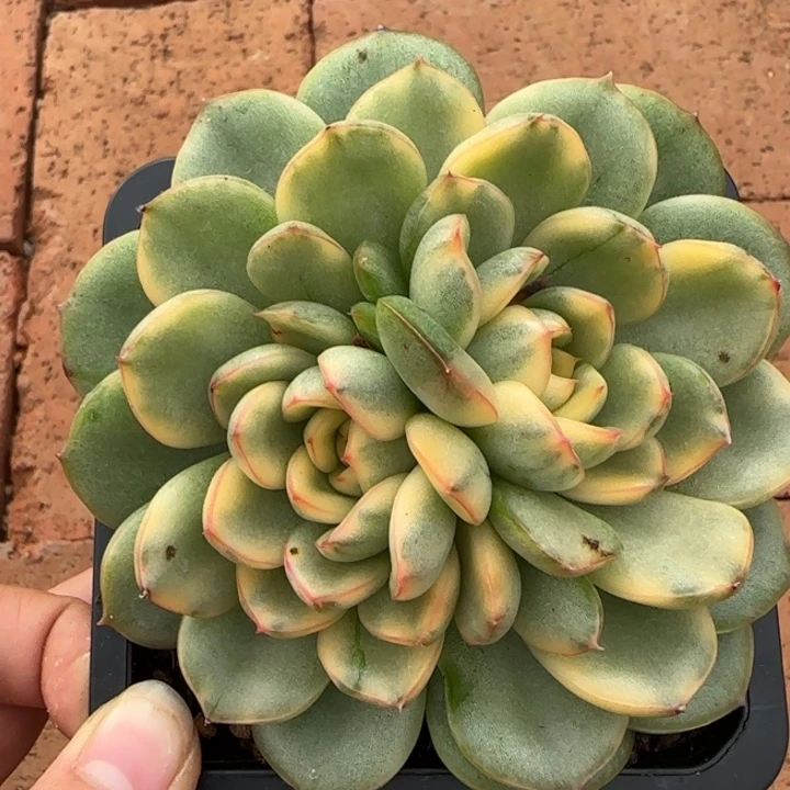 保丽安娜双头多肉植物