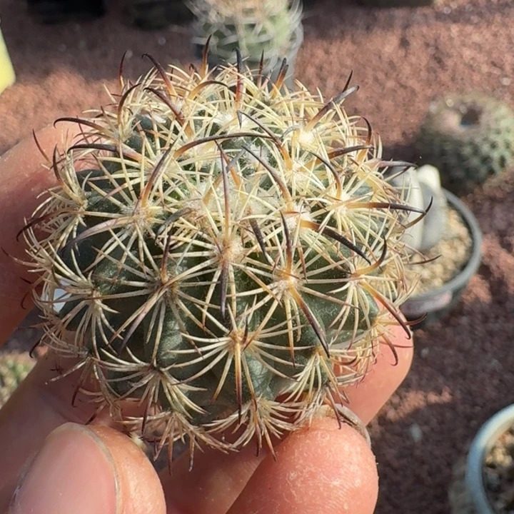 迷你紫宝玉无根6666666