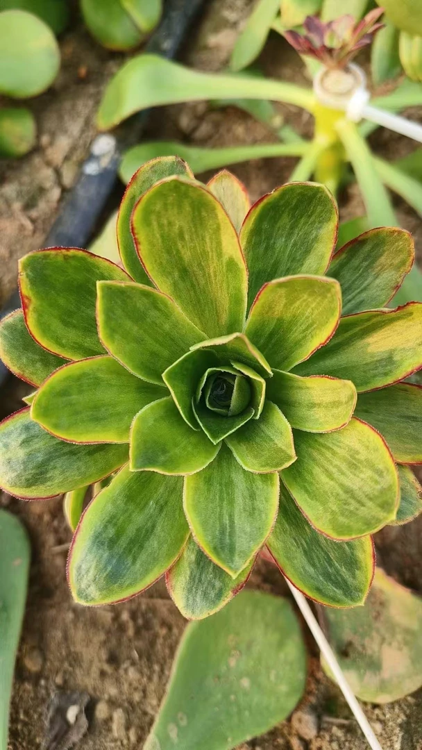 多肉植物法师锦法师