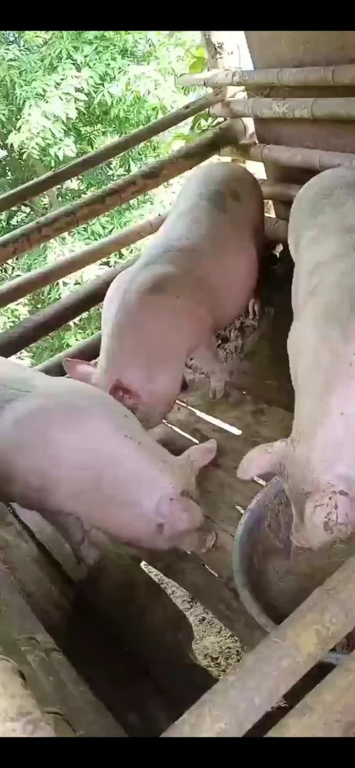 直播现场改价（从江乡下猪）