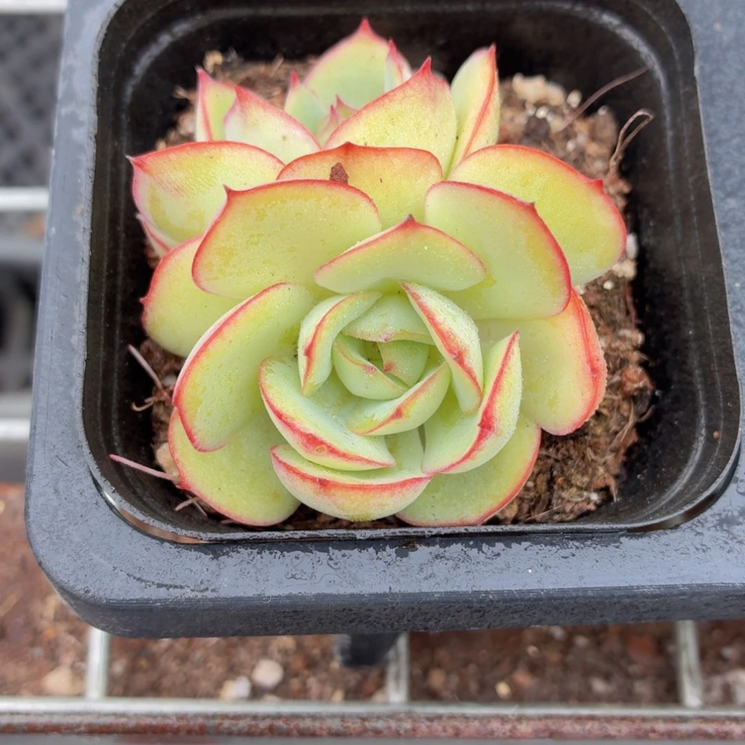 帕拉梅拉多肉9.9包邮发货