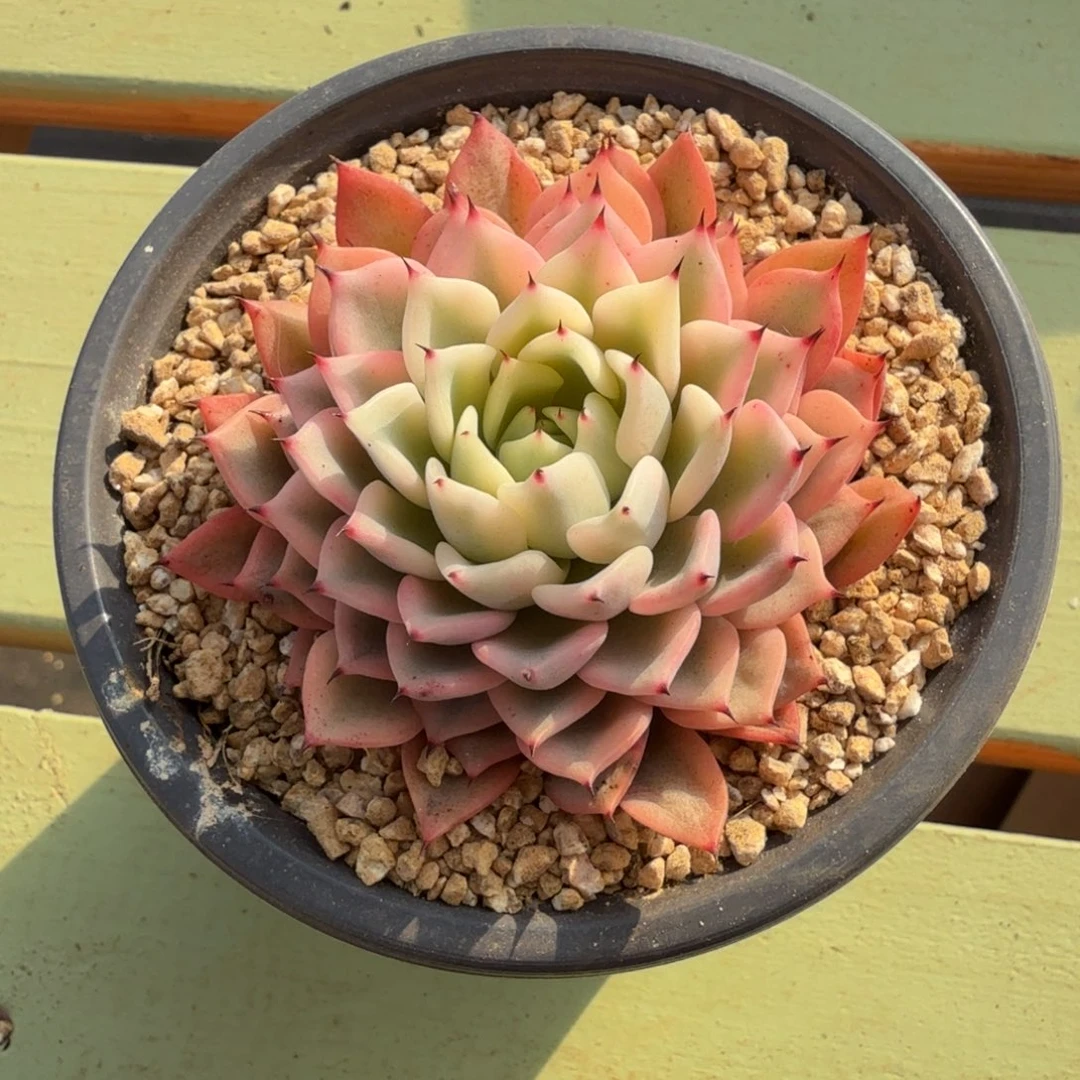 吉尔巴玫瑰锦锦上园艺一物一拍