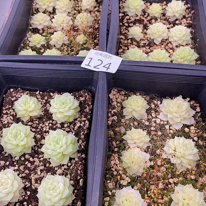 124 多肉植物盆栽花卉