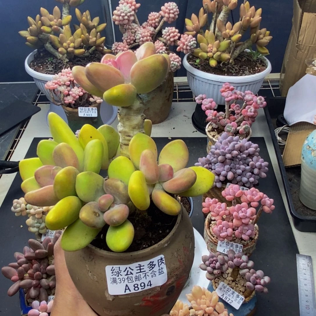 用****8894芒果奶多肉12c m