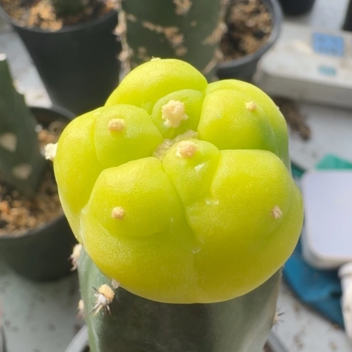 苗接锦仙人球3.3