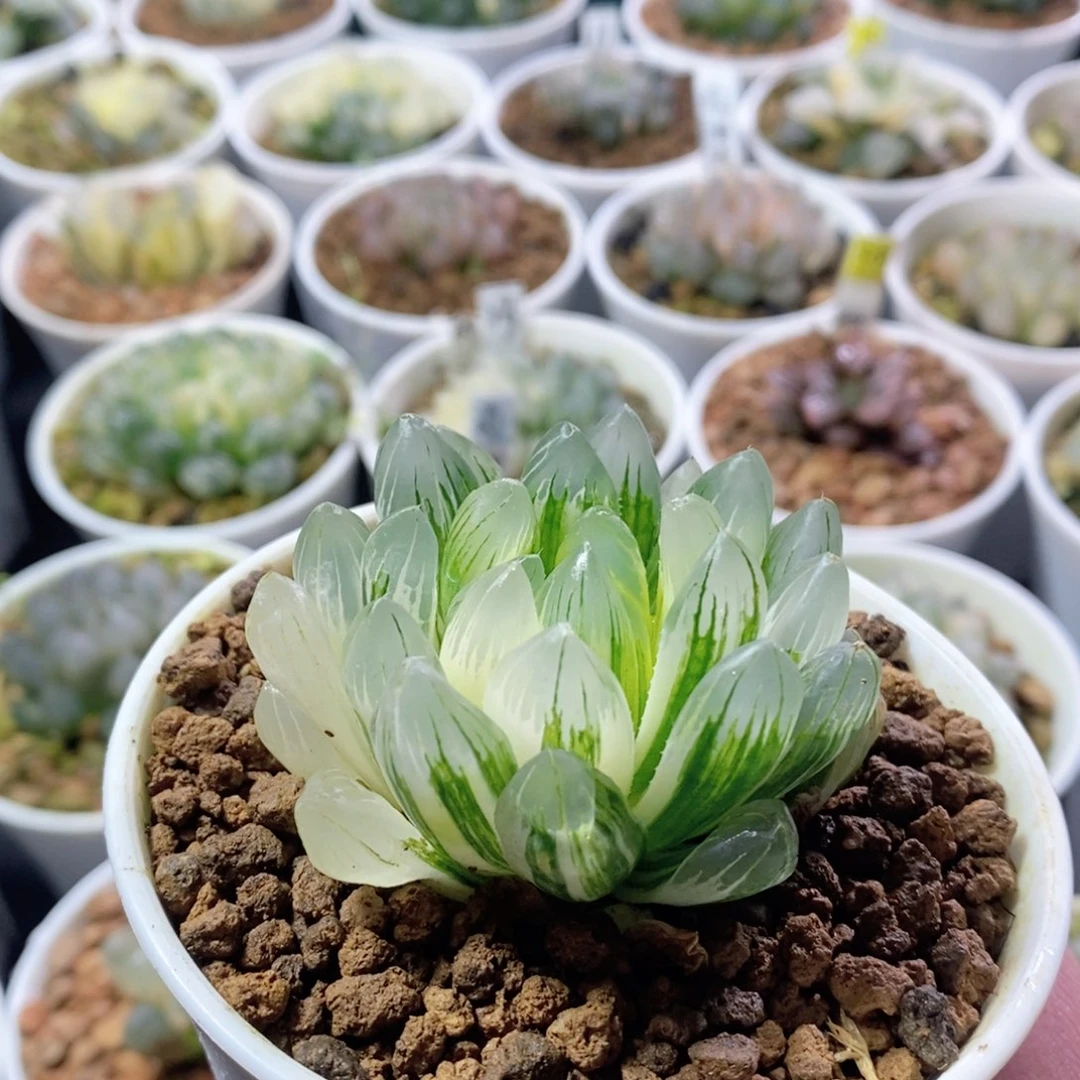 实生针管玉露锦多肉