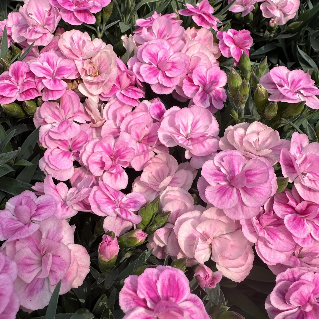 甜心宝贝（拍一发二）康乃馨盆栽花卉耐热耐寒多年生植物新手易养护