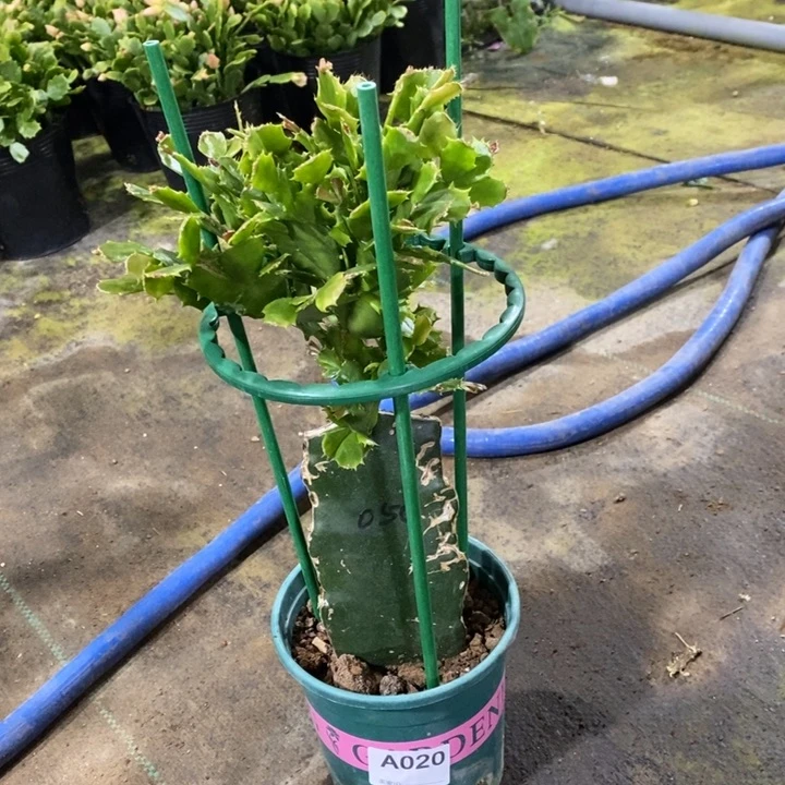 大部分花苞少量开放020嫁接050