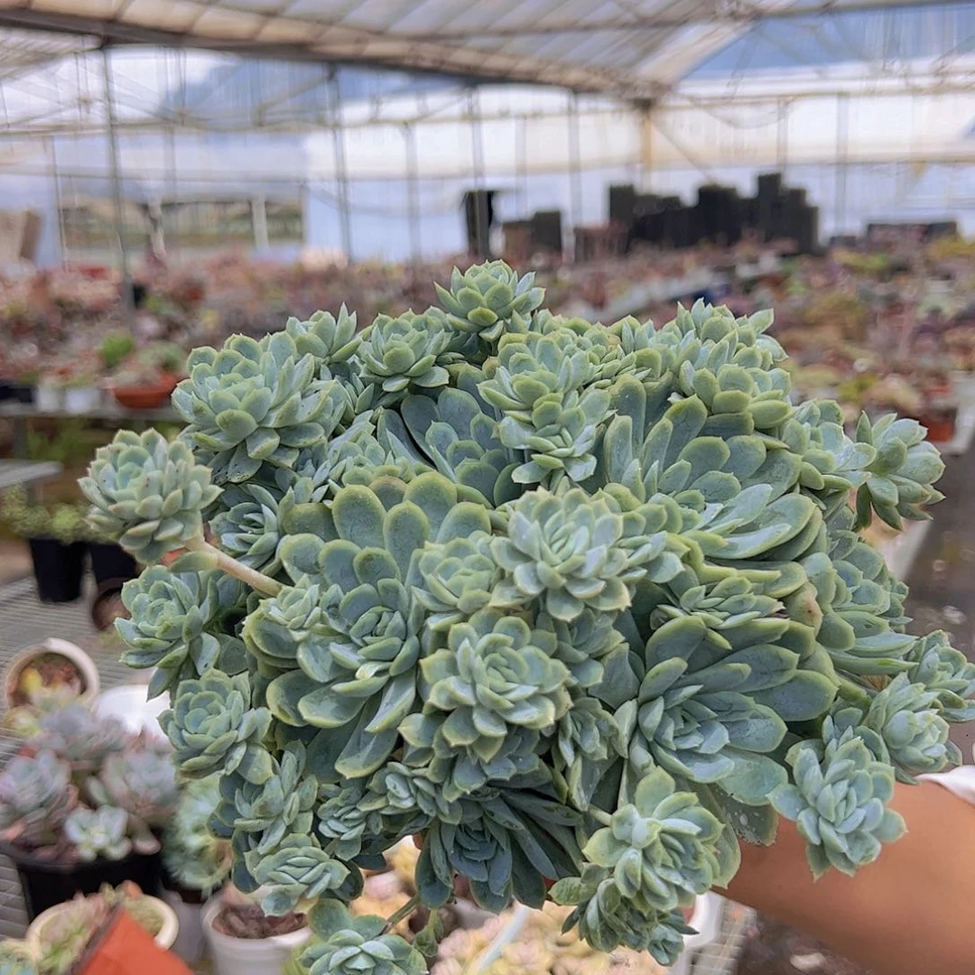 两盆月影 多肉植物