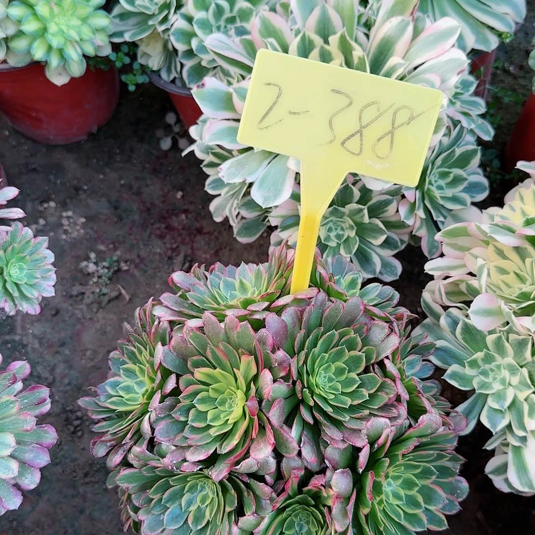 2-388---多头多肉植物