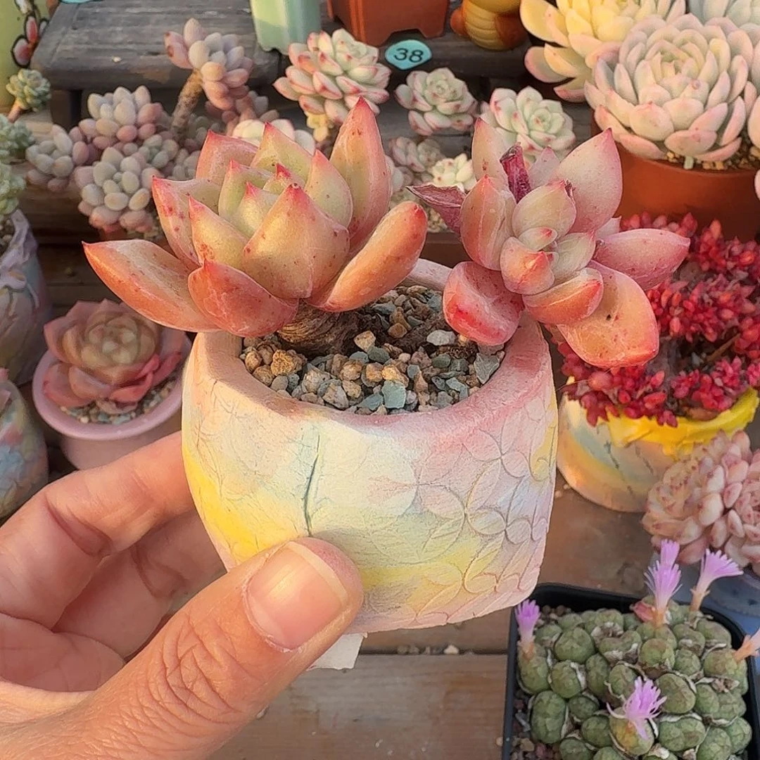 香槟 多肉含盆土 一物一拍