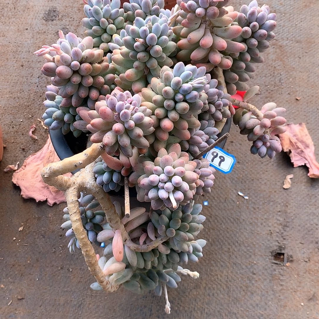 99婴儿手指 一物一拍多肉