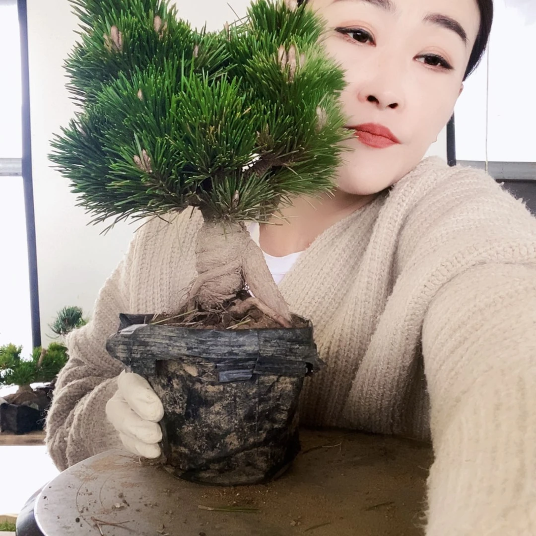 无花朵植物形态多年生草本
