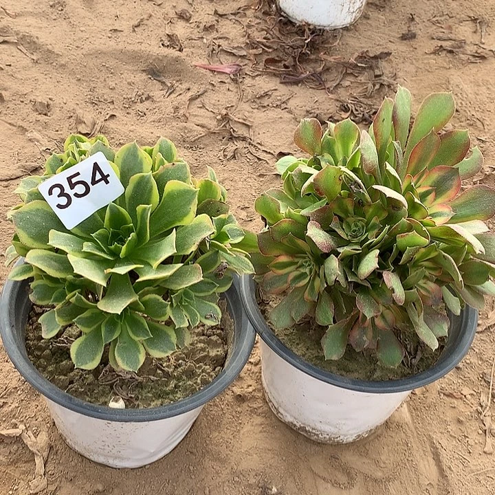 无花朵红*354青萌➕韶秀七彩北