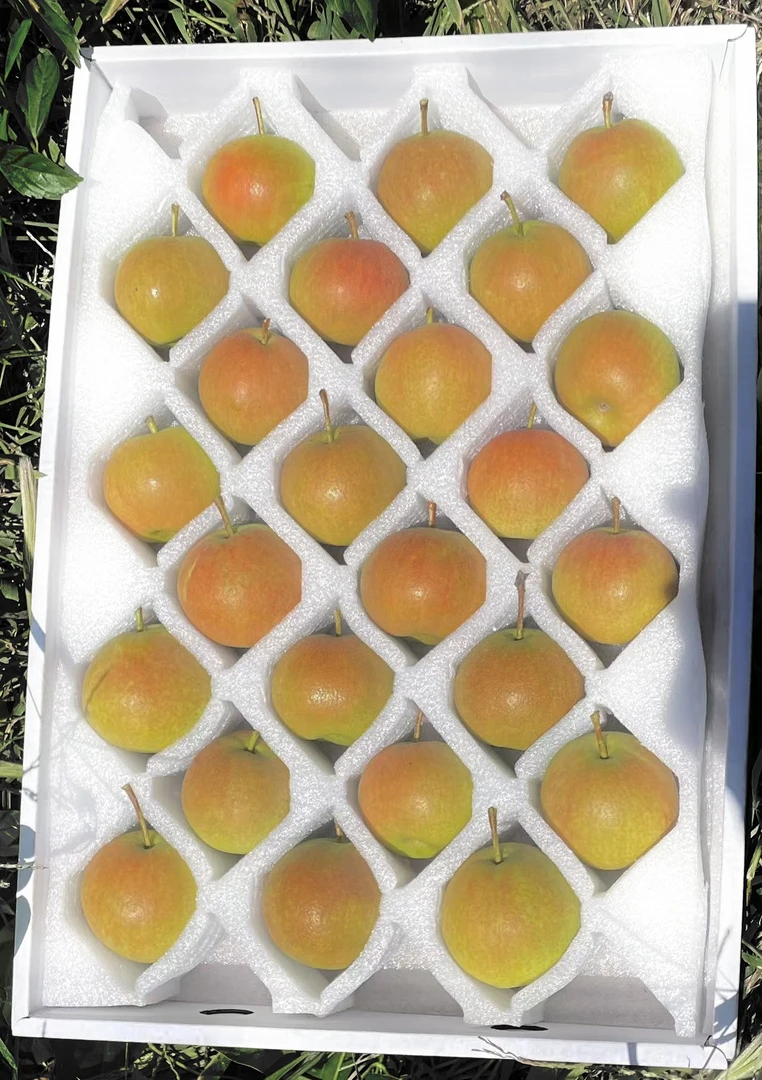 鞍山正宗红南果礼盒装 施豆饼发酵肥 产地直销