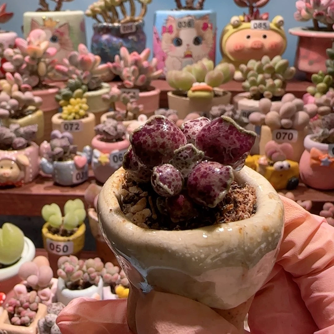 猫耳海豹盆口2.5cm