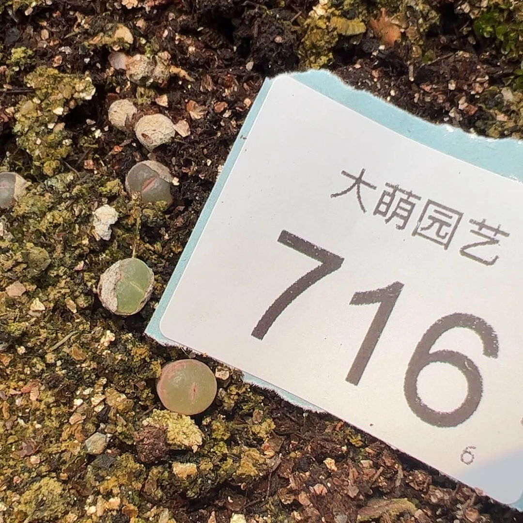 0000716量拍安格尼斯之眼风铃1颗尺寸0.5上下