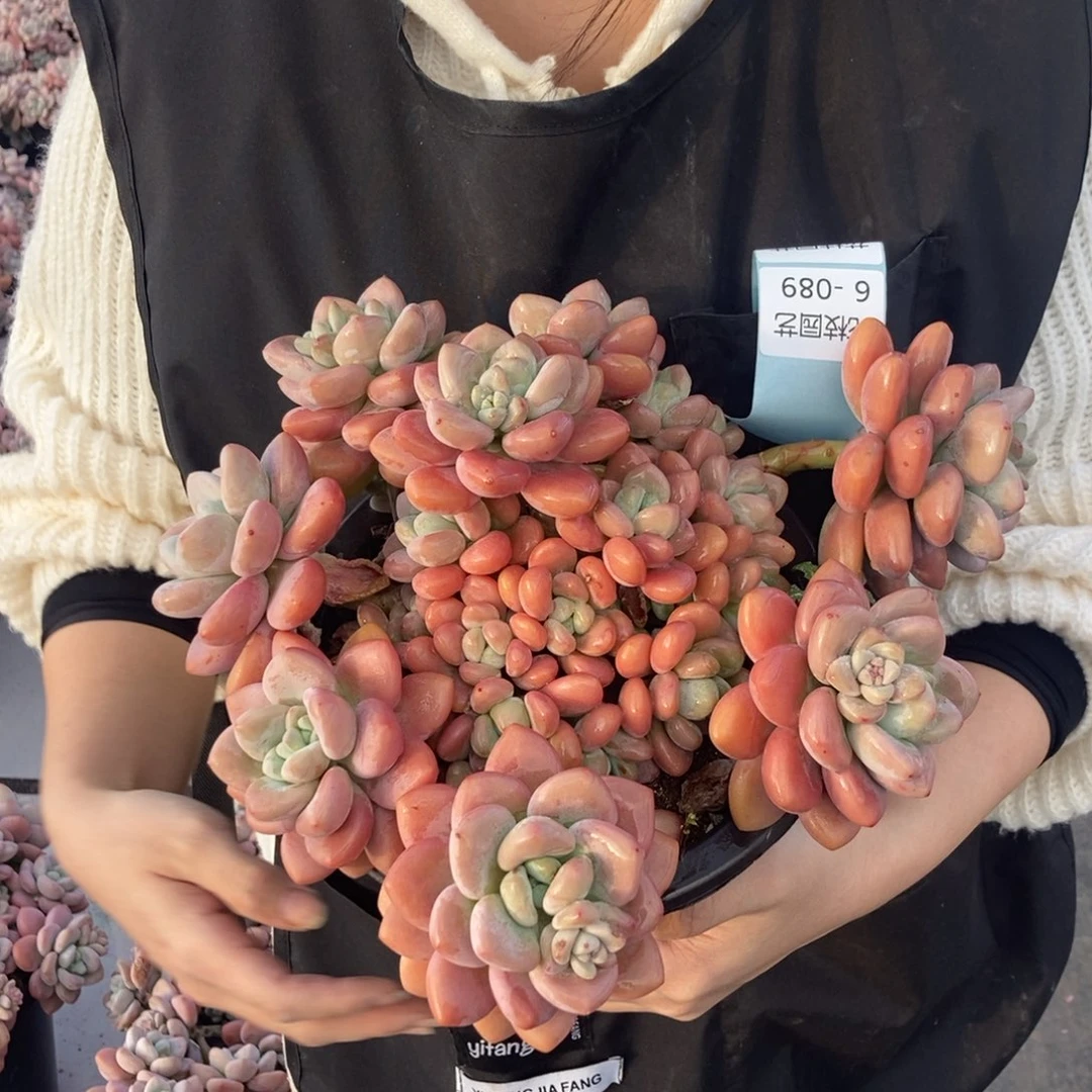 红洛神随机发货桩子有点嫩