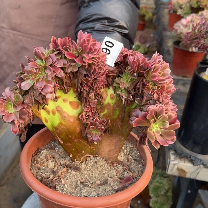 美杜莎法师锦缀化490