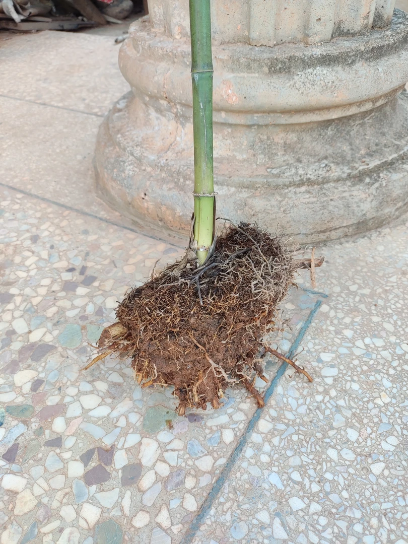 完全开放实心玉竹种苗带土球现挖现发四季青北方耐寒南方耐旱