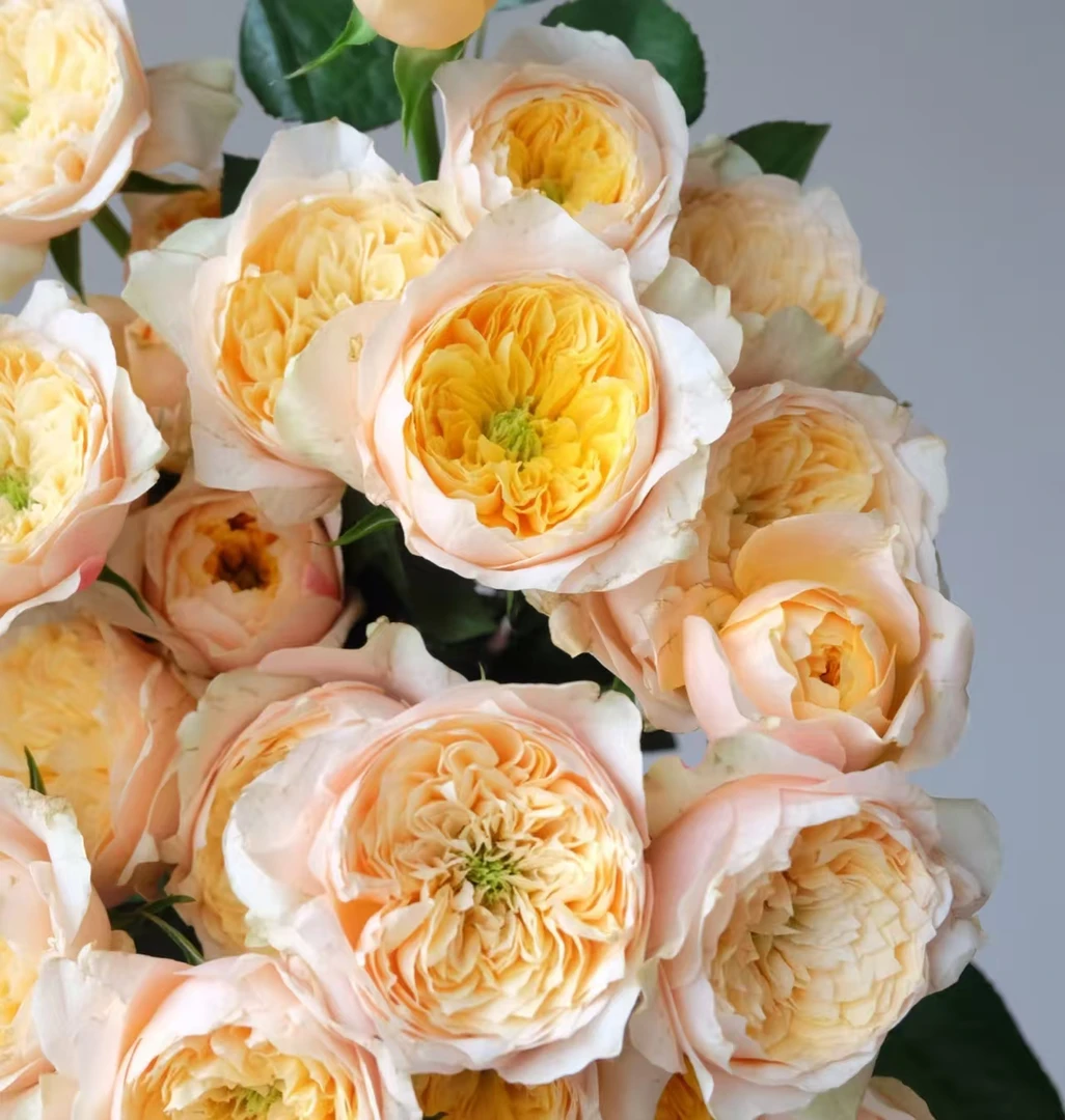 【黄蝴蝶】小花苞玫瑰新鲜鲜切花云南昆明基地直发速递