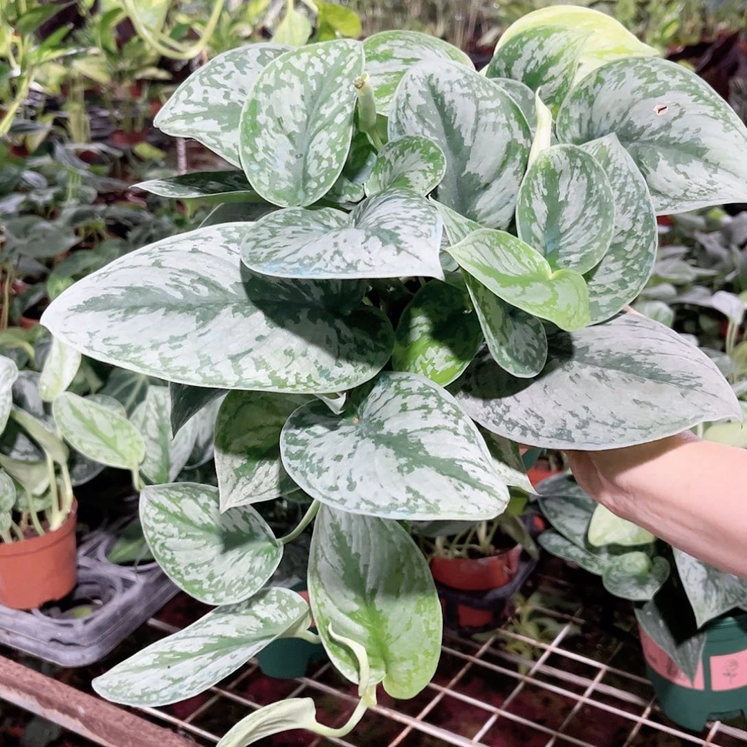 完全开放571 银斑葛
