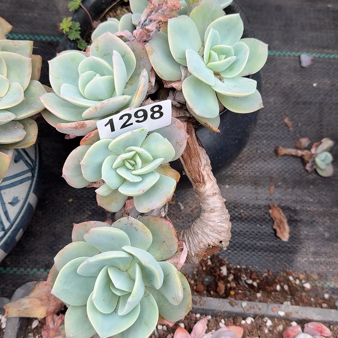 c**b313611616131313131