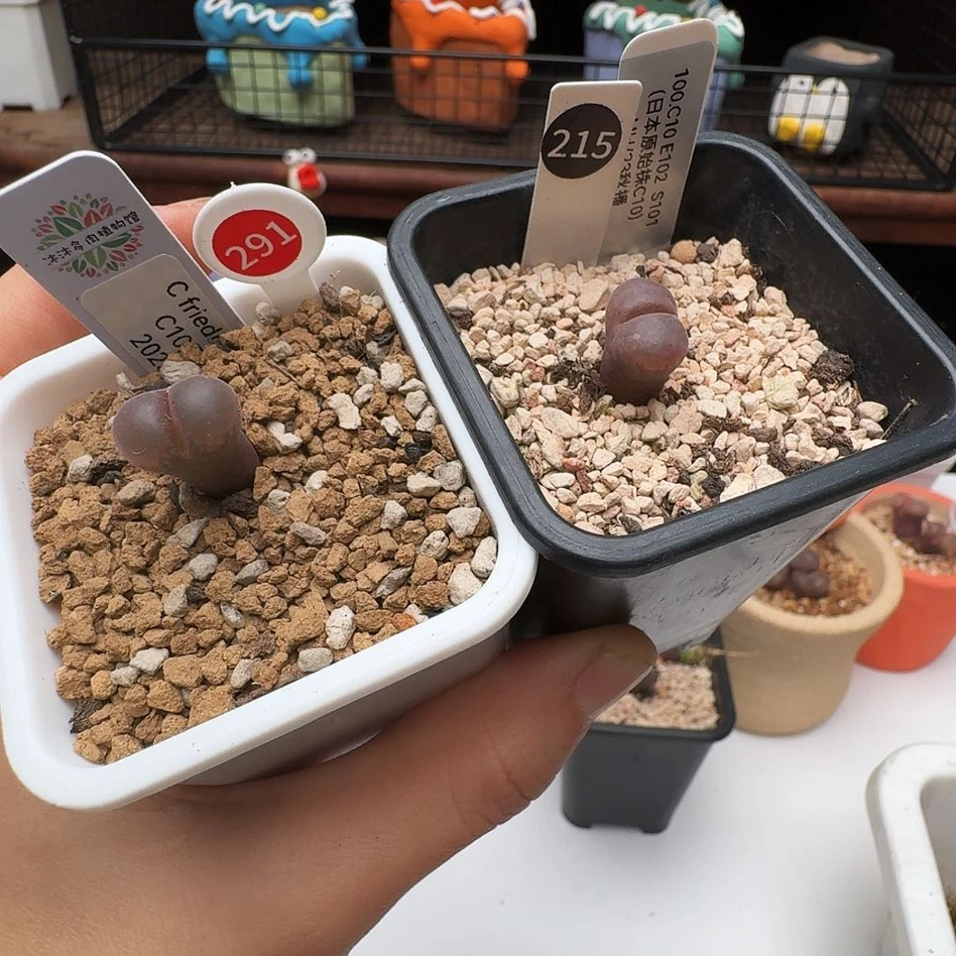 d***j多肉植物福利风铃291215