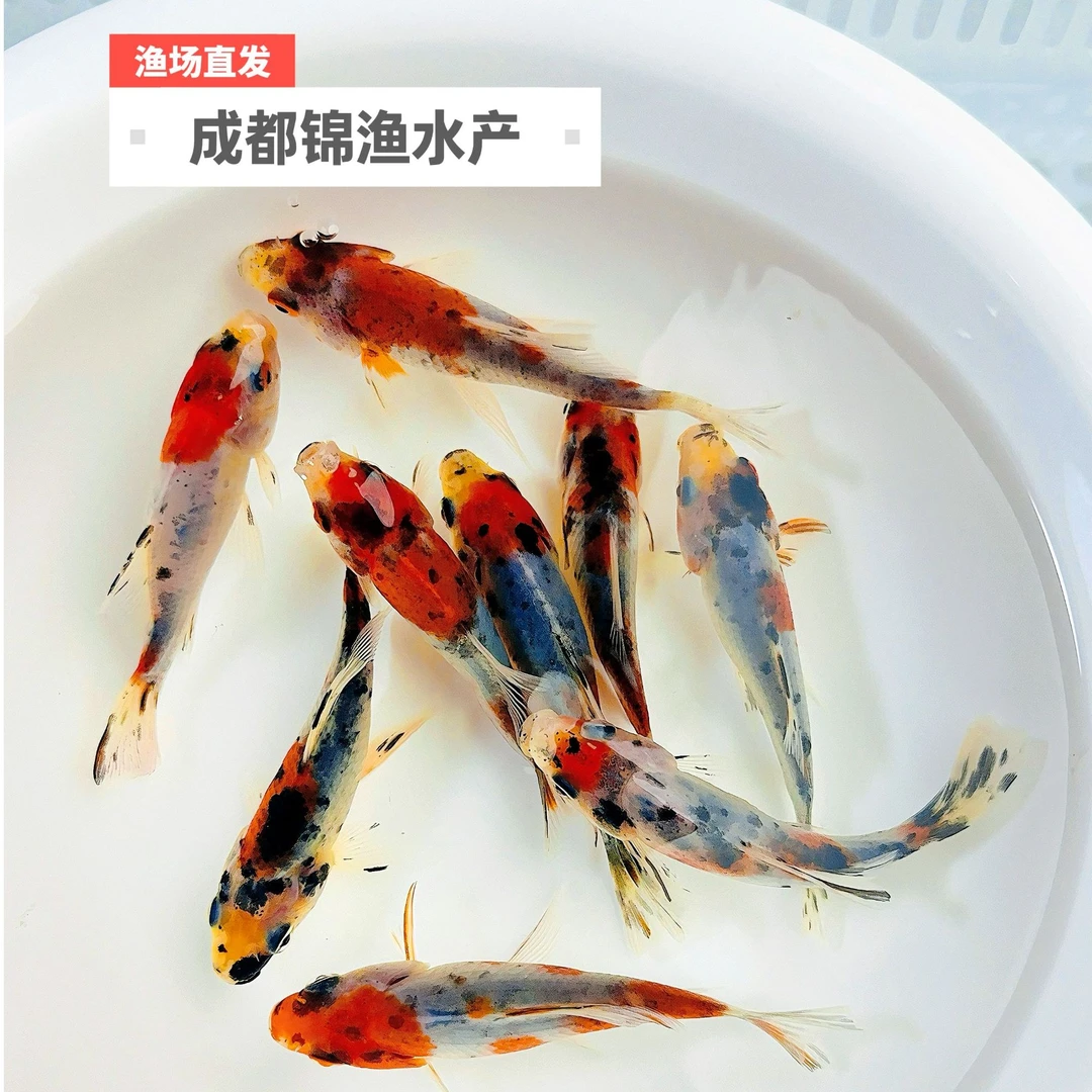 水墨兰花短尾五色锦鲫好看好养易活