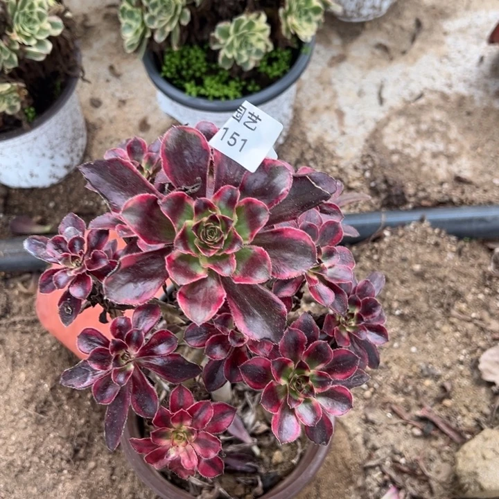 丽娜手捧多肉植物151