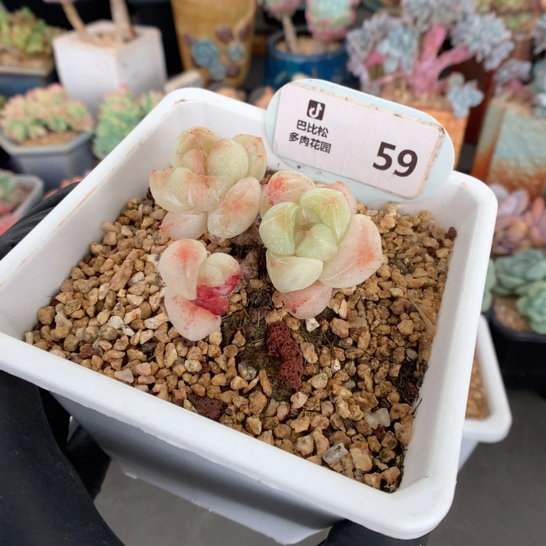 j***p59 冰玉石化多肉多肉