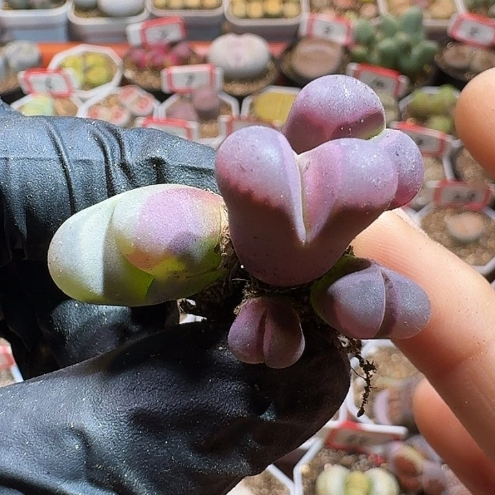 山***?生石花1111111。  201