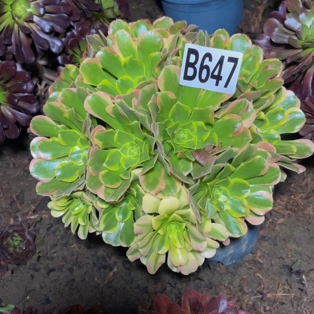 炫彩法师26////////45包邮