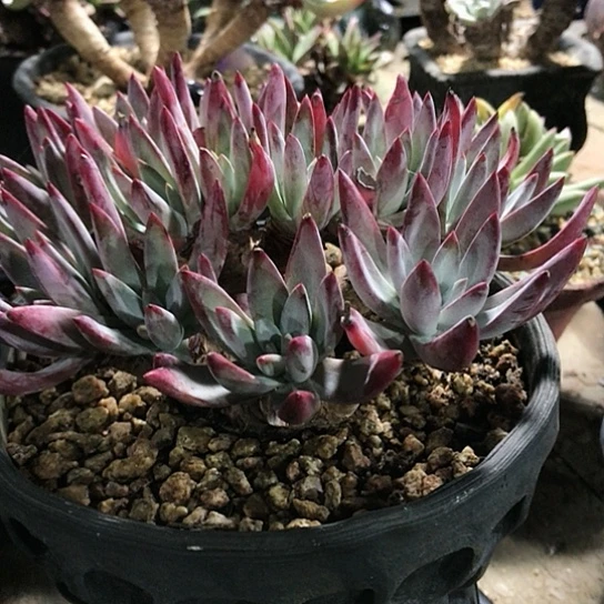 法瑞诺莎仙女棒杯