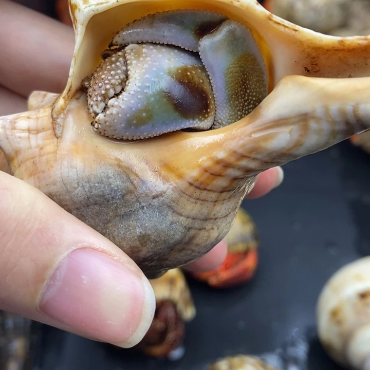 3.5口马岛深紫特价商品