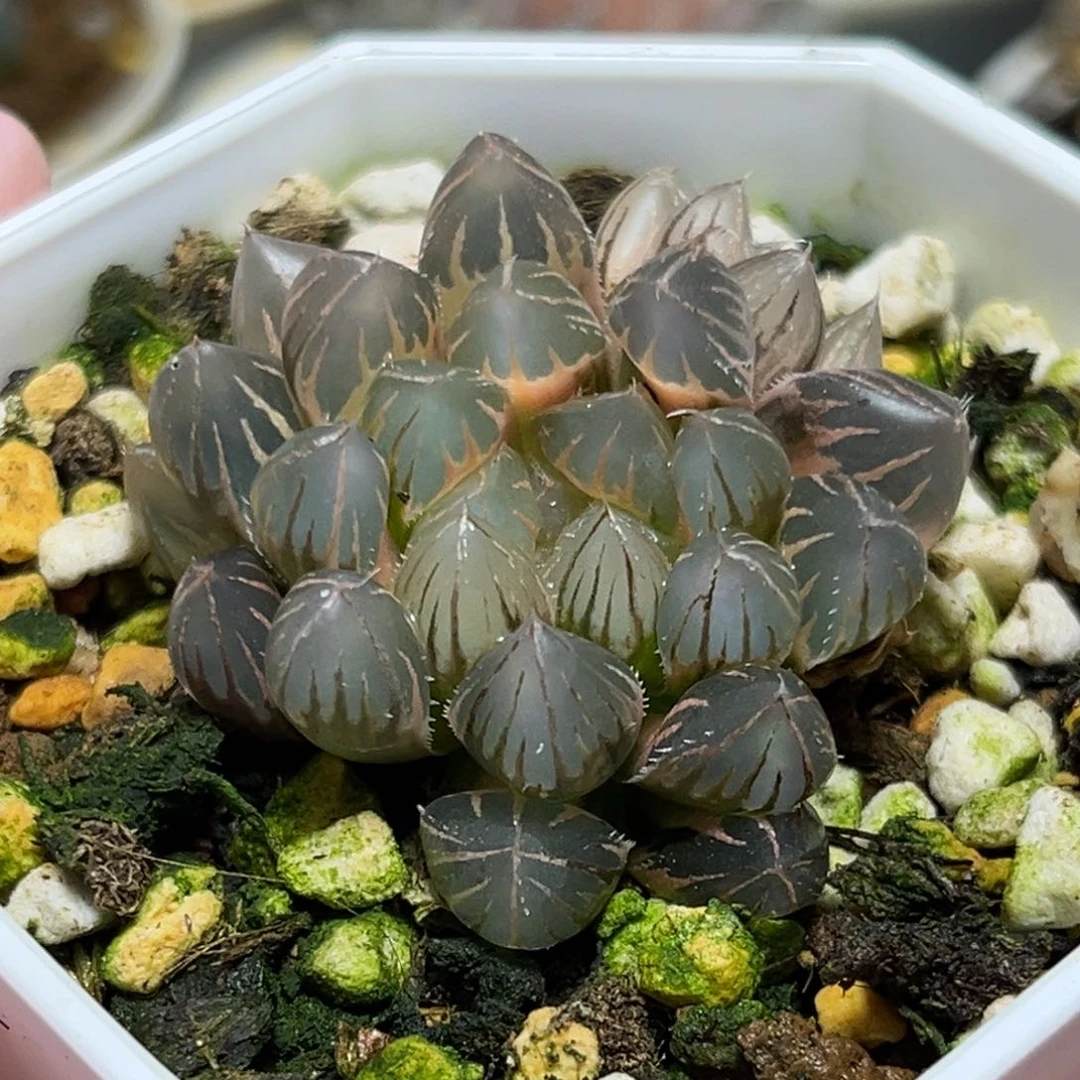 恭喜发财大吉大利0074