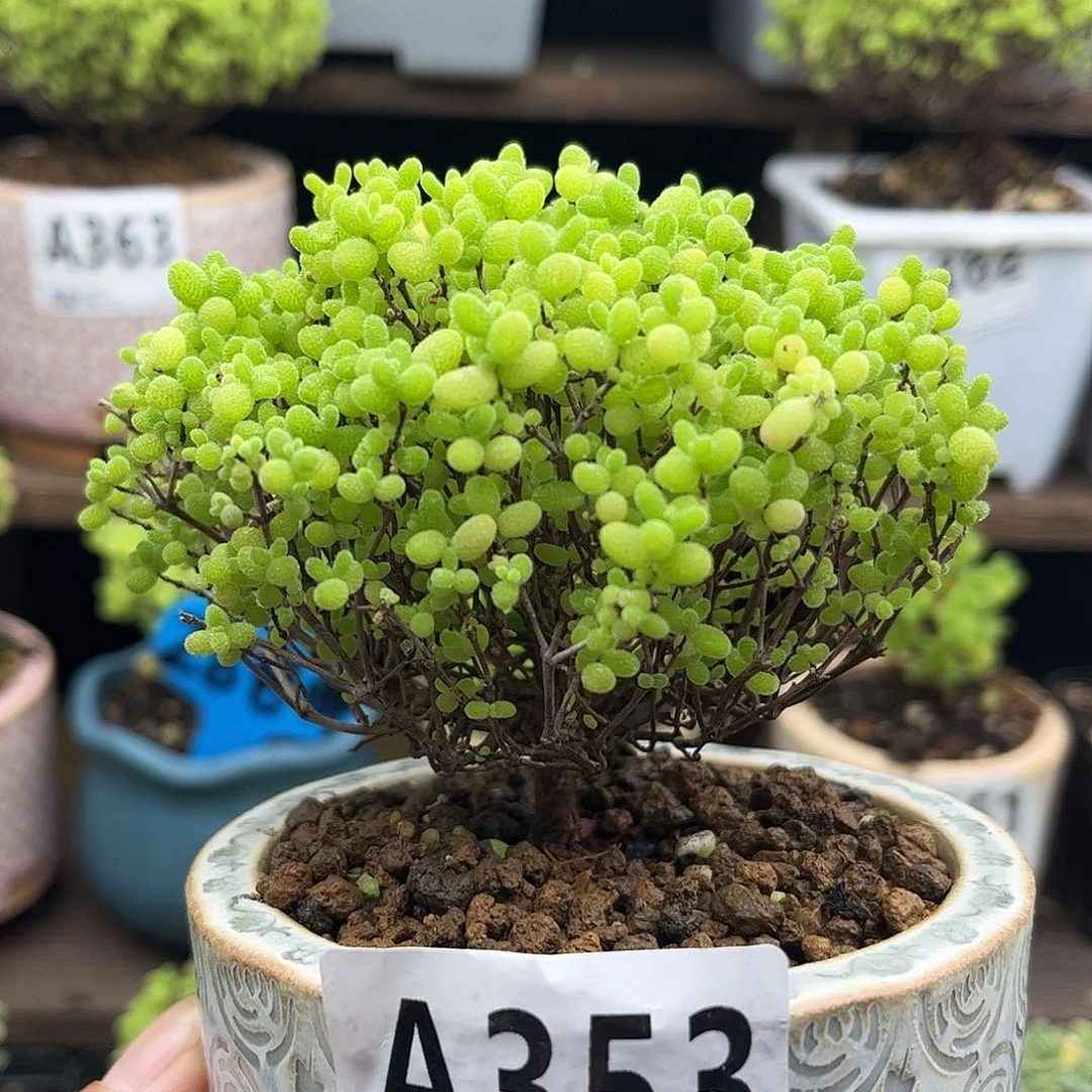 14蜜桔糖球优选枝干番杏
