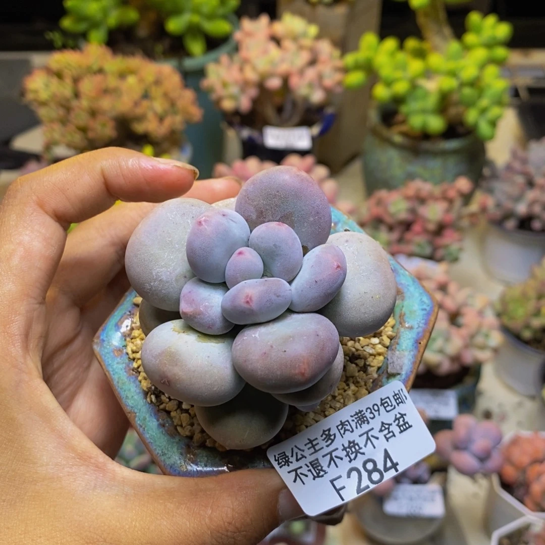 284大叶奶多肉6cm