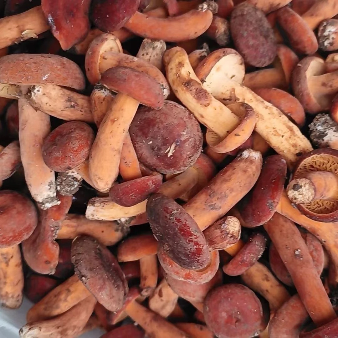 贵州新鲜纯天然野生奶浆菌美味可口山珍食用蘑菇