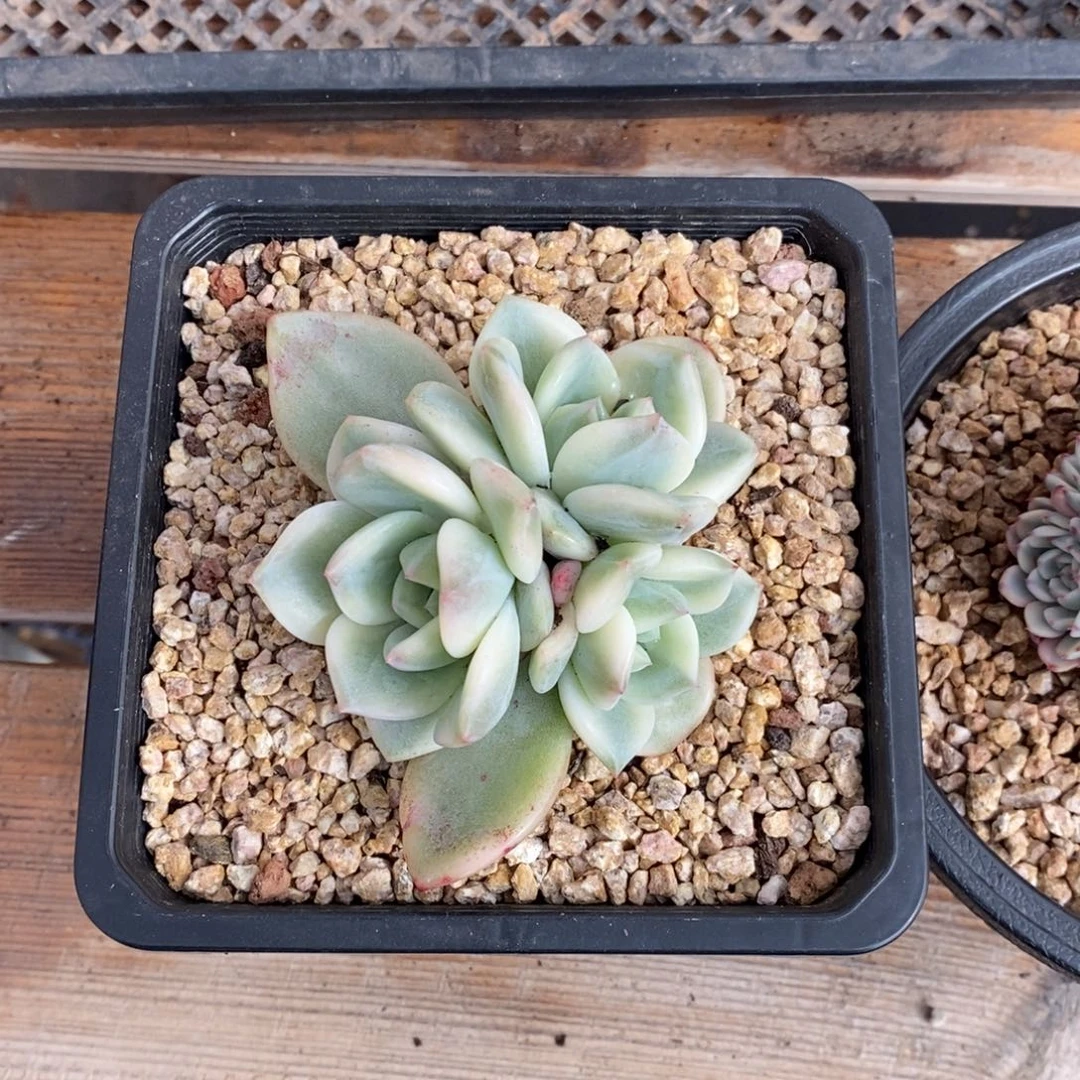 ༺****༻伊丽莎白锦多肉植物