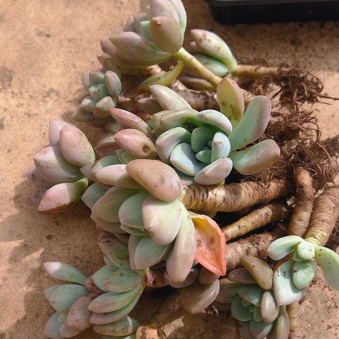 多肉植物奥普琳娜20克