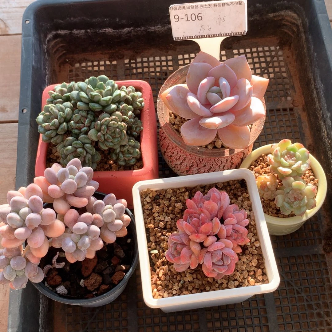 木***y多肉植物精品五颗
