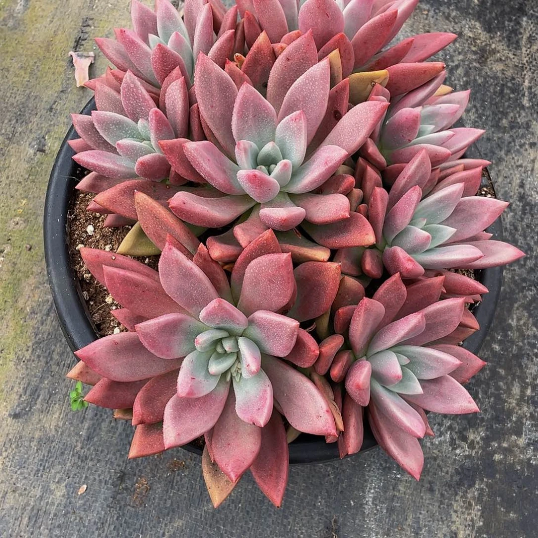 汪***溯桃花源多肉植物群