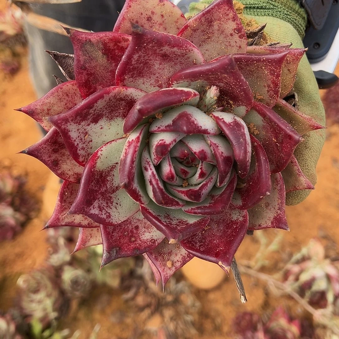 d***n5号地红乌木多肉植物