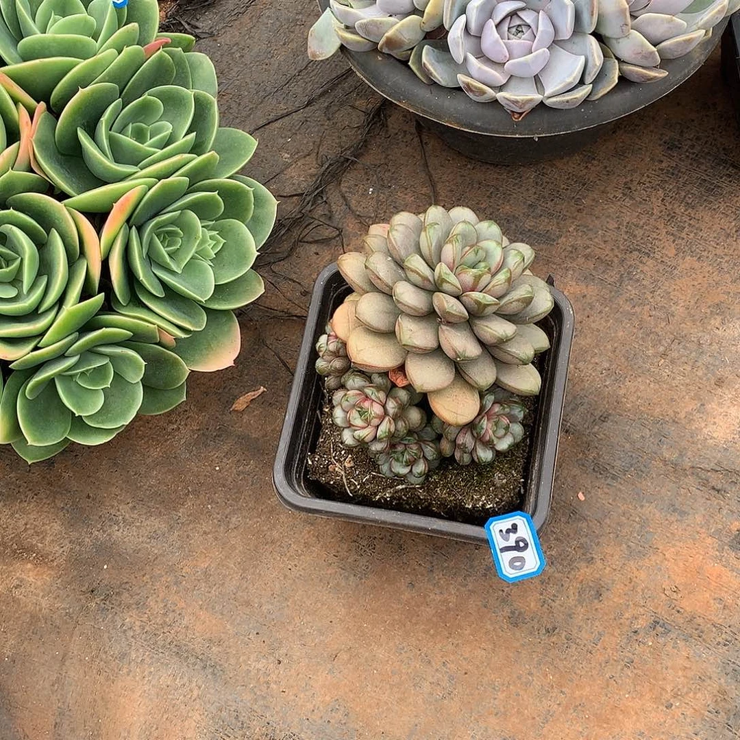 390葡萄一物一拍多肉