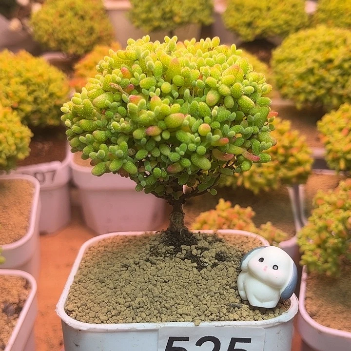 无花朵525蜜桔糖球