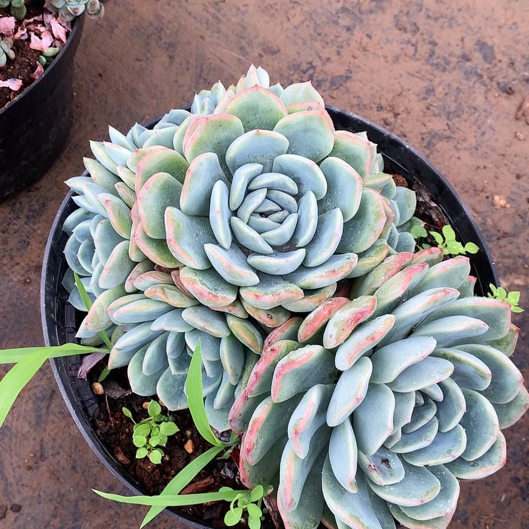 冰沙一物一拍25-98